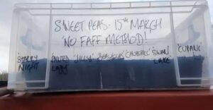 Sweet peas in storage boxes. The Higgledy ‘no faff’ method.