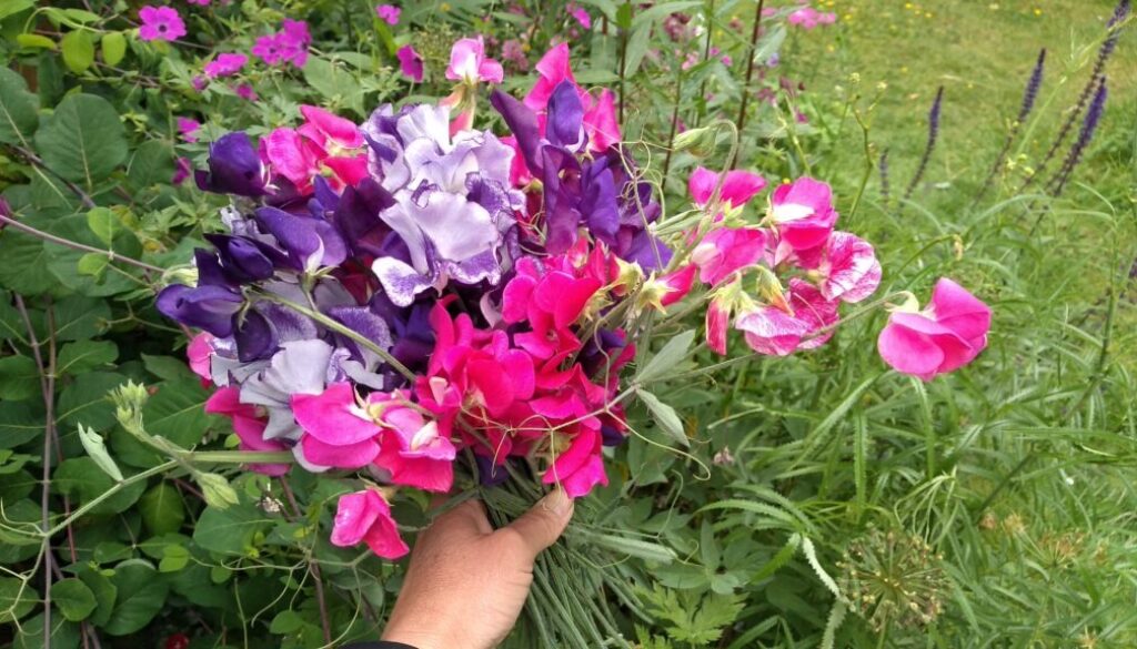 IMG_20220626_103140438