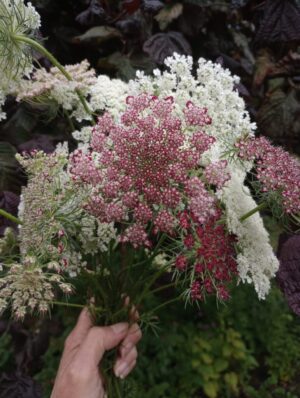 IMG_20240722_140622053