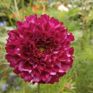 Cosmos bipinnatus ‘Double Click Cranberries’.