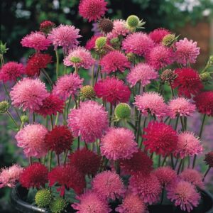 Knautia 'Melton Pastels'.