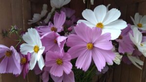 IMG_20220925_113420192