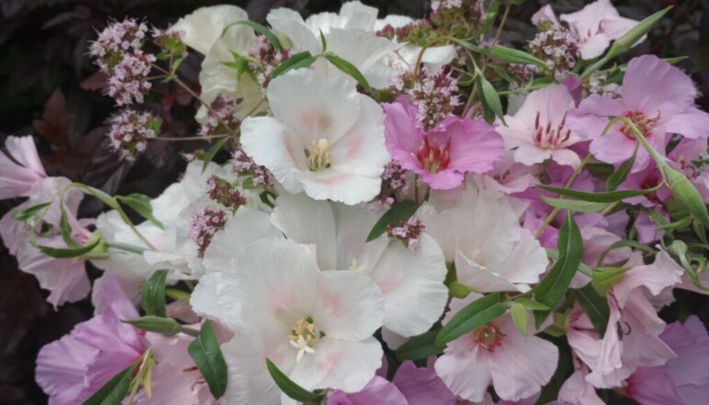 IMG_20240725_135133281