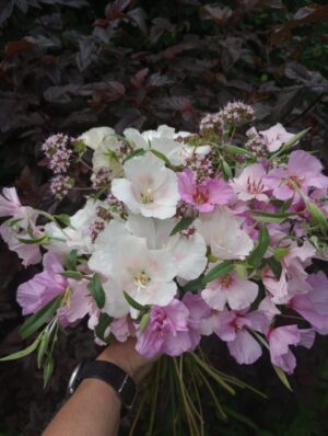 IMG_20240725_135133281