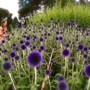 Echinops ritro.