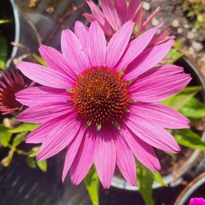 Echinacea 'Primadonna Deep Rose'