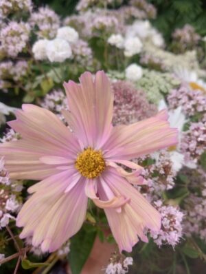 IMG_20260718_081715275_HDR